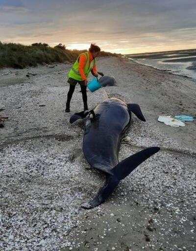 Yeni Zelanda'da karaya vuran balinalardan 31'i telef oldu