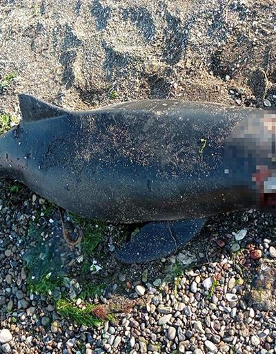 Bursa'da ölü bir yunus daha sahile vurdu