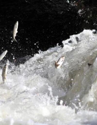 Balık göçüne sayılı günler kalırken, Deliçay'ın su debisi arttı