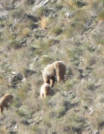 Erzurum'da kış uykusundan uyunan ayılar ailece yiyecek turuna çıktı