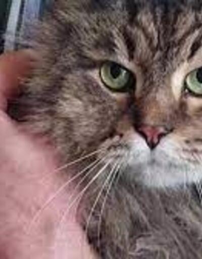 Harkov'da enkaz altında kalan kedi 2 hafta sonra kurtarıldı
