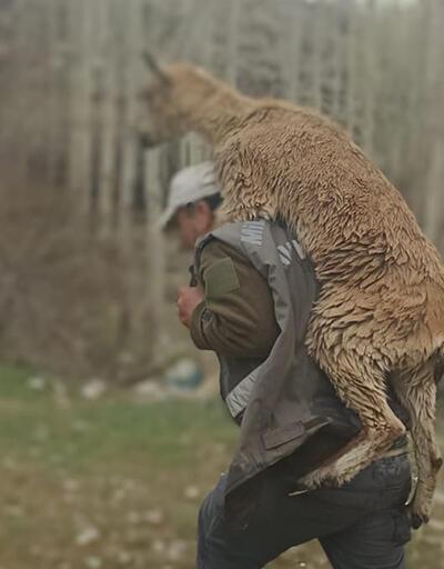 Hasta yaban 3 kilometre keçisini sırtında taşıdı	