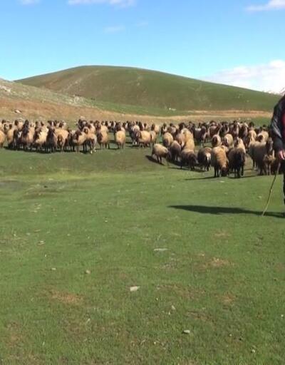 Kışı atlatan besicileri yüksek maliyetli çoban telaşı sardı