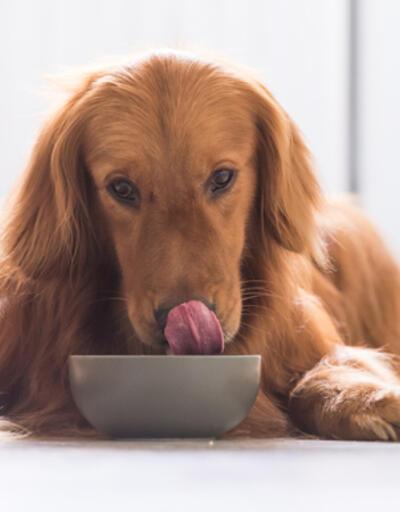 Vegan beslenme, köpeklerin sağlığını olumsuz etkiler mi? 1 yıl süren araştırmanın sonucu yayınlandı