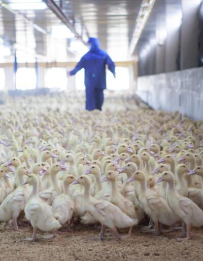 ABD'deki çiftliklerde kuş gribi vakaları artıyor