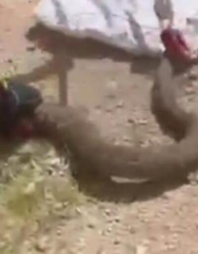 Mardin’de evin önündeki yılan, itfaiye ekiplerince yakalanıp doğaya bırakıldı