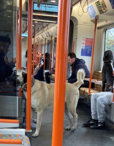 İspanyol gazeteci paylaştı: Londra metrosunda 'Sivas kangalı' paylaşımına yorum yağdı