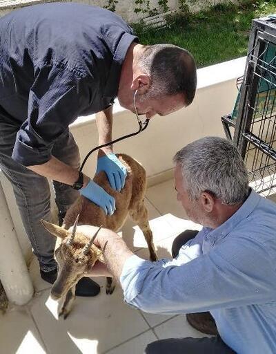 Yaralı yavru dağ keçisi tedavi altına alındı