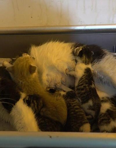 Öksüz kedilere annelik yapıyor