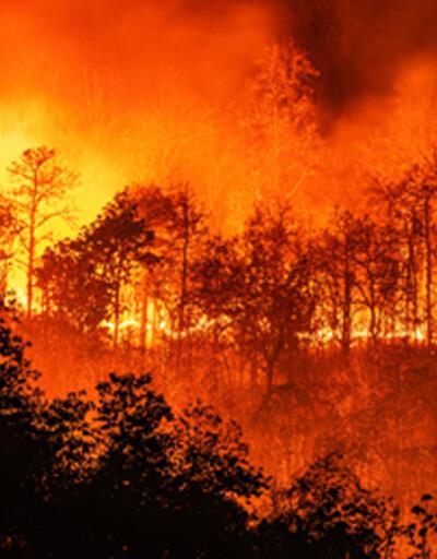 Meksika’da orman yangını: 50 hektar alan küle döndü