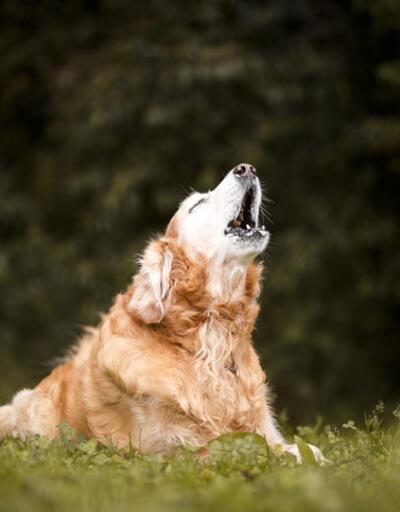 ABD'de ilginç yasak: Köpeklerin havlama süresi sınırlandırıldı