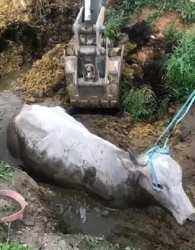 Bingöl’de çamura saplanan ineği itfaiye kurtardı