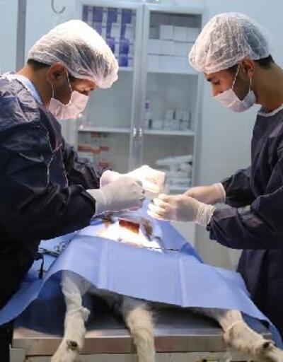 Aksaray Üniversitesi bin 845 hayvan tedavisi yaptı