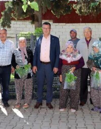 Alaşehir çiftçilere ücretsiz 210 bin fide dağıtıldı