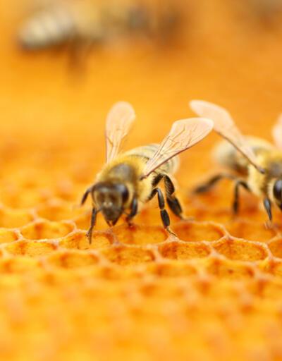Kapıda bekleyen tehlike: Yeni virüs varyantı, tüm arıları yok etme potansiyeline sahip