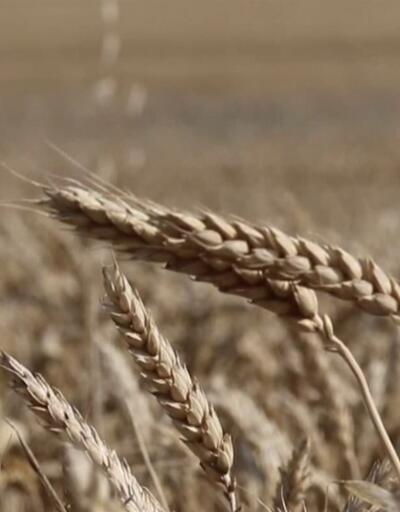 Kirişçi: Geçen yıla göre buğdayda fazlamız var