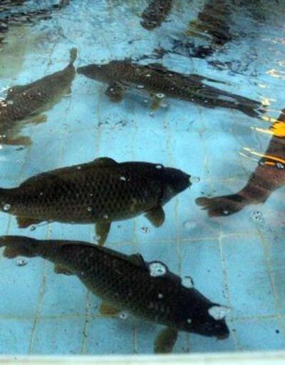 Bolu'da üretilen 5 milyon sazan balığı göllerle buluşacak