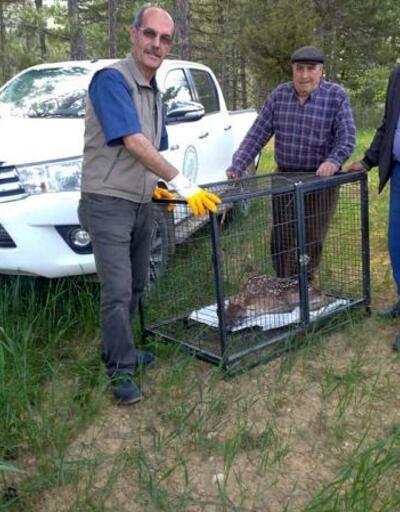 Yavru kızıl geyik koruma altına alındı