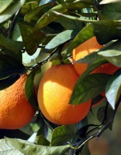 'Köyceğiz portakalı' coğrafi işaret aldı