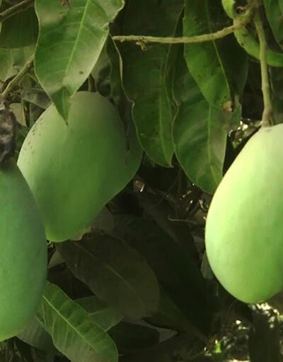 Aşırı sıcaklar mangoyu vurdu