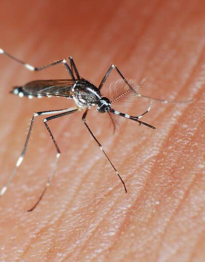 Türkiye'de Asya kaplan sivrisineği tehlikesi