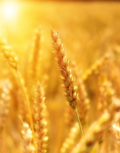 Ukrayna buğdayı nasıl çıkartılacak?