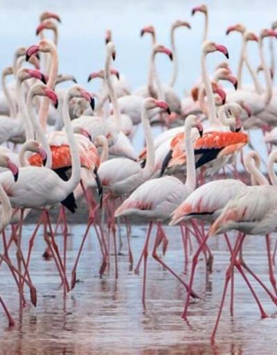 Google Earth'ten flamingo gözlemi 
