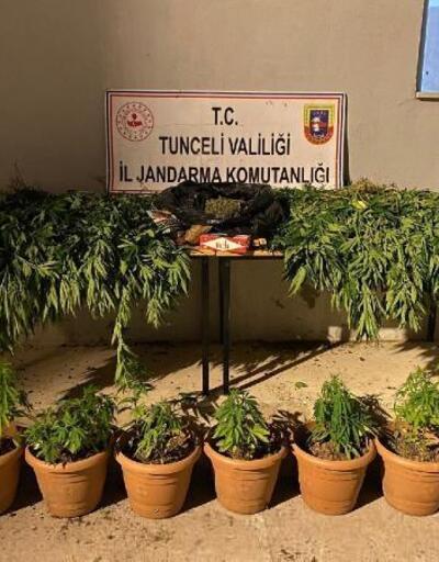 Tunceli'de evinde Hint keneviri yetiştiren şüpheli yakalandı