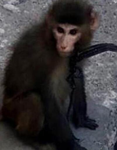 Sokakta gezen maymun yakalanıp, korumaya alındı