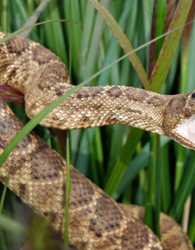 İngiltere'de yılanların ısırdığı kişilerin sayısı artıyor