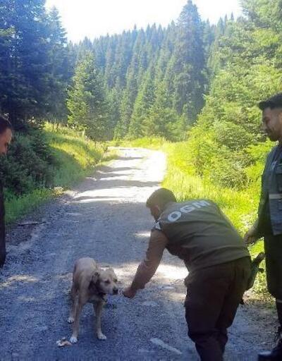Kaybolan köpeği orman muhafaza memurları buldu