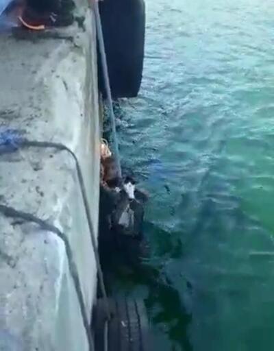 Denize düşen kedi iskelenin altından kurtarıldı