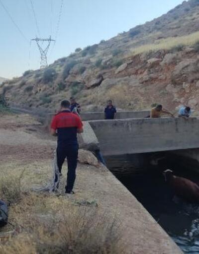 Nusaybin’de sulama kanalına düşen inek, itfaiye ekiplerince kurtarıldı