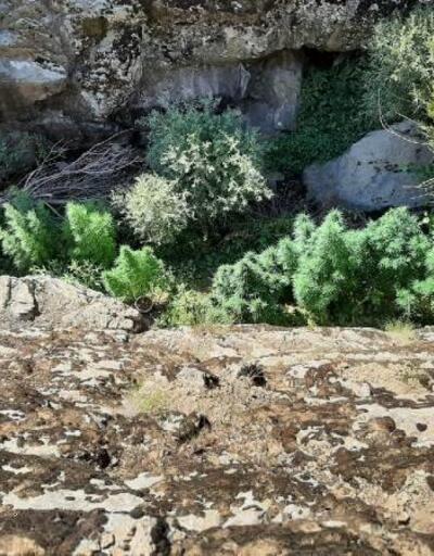 Bingöl'de 197 bin kök kenevir bitkisi ele geçirildi
