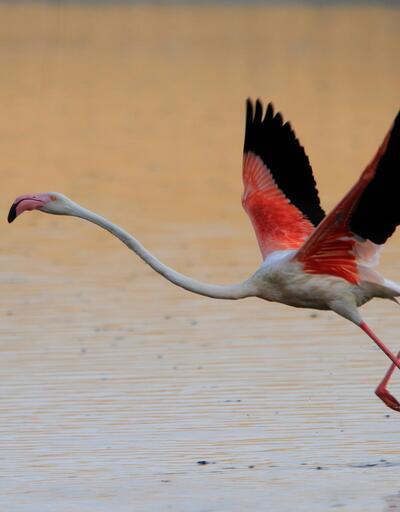 Bakan Kurum: Flamingolar kurtuldu, göçe hazırlanıyor