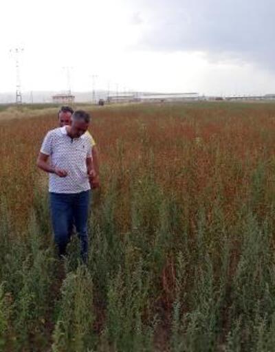 Erzurum'da glutensiz karabuğday ekimi yaygınlaşıyor