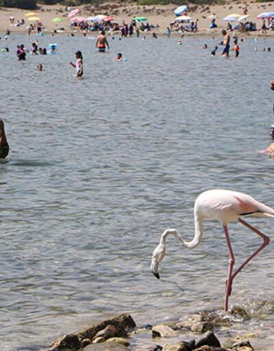 Phaselis Antik Kenti'nde flamingo sürprizi