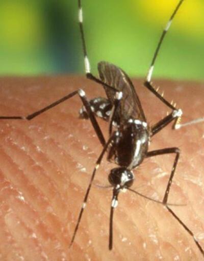 Komşuda korkutan salgın: Vakalar artıyor! Batı Nil virüsü 14 can aldı