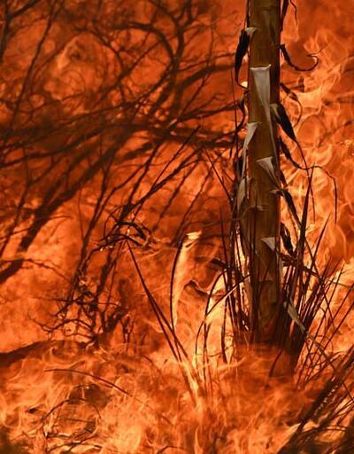 California'da orman yangını: 11 binden fazla kişi tahliye edildi