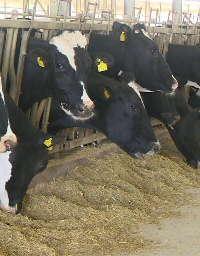 Et ve sütte fiyat neden artıyor?	