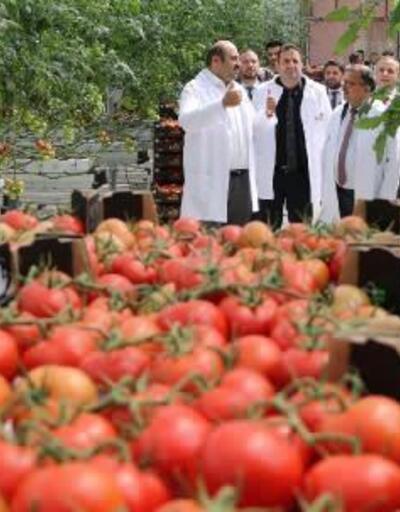 Hava sıcaklıklarının düştüğü Erzurum'da termal serada üretilen domatesler raflarda