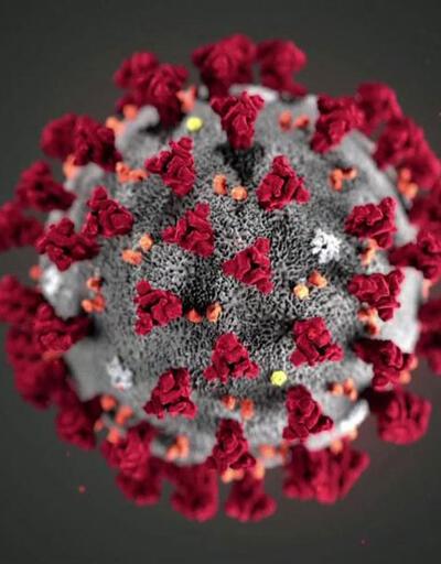 Bilim Kurulu Üyesi Özlü: Covid'in ölümcüllük oranı gripten daha düşük