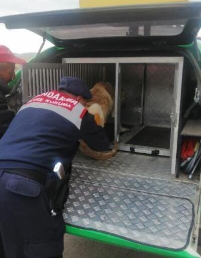 Aracın çarptığı köpeği jandarma veterinere götürdü