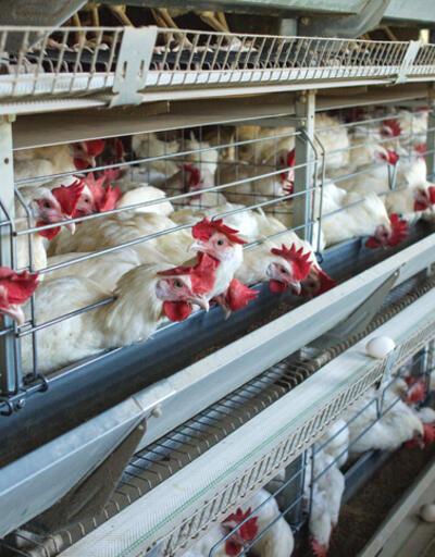 Bulgaristan'da kuş gribi alarmı: 19 bin tavuk itlaf edilecek