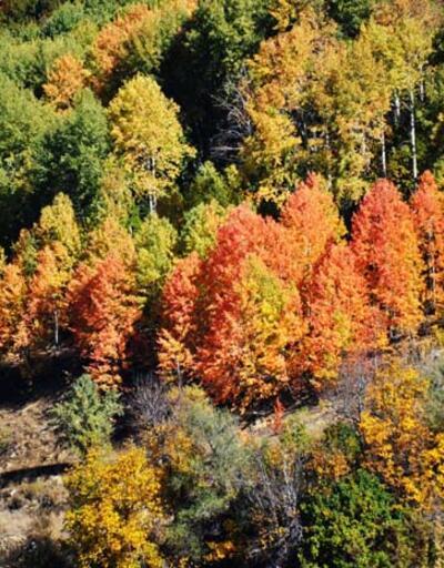 Sonbahar renklerine bürünen Tunceli'de doğa, görsel şölen sunuyor