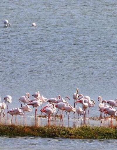 Kuş Oteli’nde flamingo sayısı bin 250’yi geçti