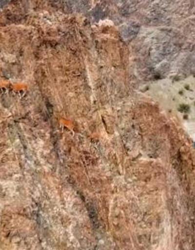 Yaban keçilerinin zorlu tırmanışları dronla ile görüntülendi