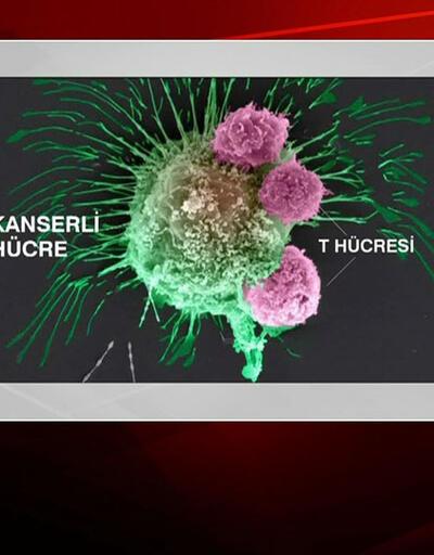 Prof. Dr. Unutmaz geliştirdiği yöntemi anlattı: Kanser hücreleri öldürülebilir mi?