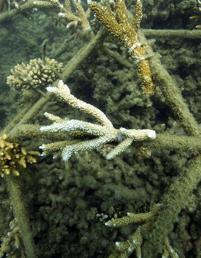 Dünyanın en büyük mercan kayalığı sistemi tehlikede: BM raporuna Avustralya'dan eleştiri