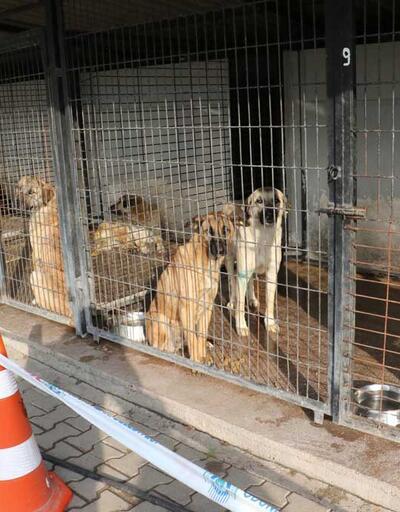 Eskişehir'de hayvan barınağında skandal görüntüler: Belediye iddiaları doğruladı